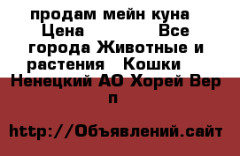 продам мейн куна › Цена ­ 15 000 - Все города Животные и растения » Кошки   . Ненецкий АО,Хорей-Вер п.